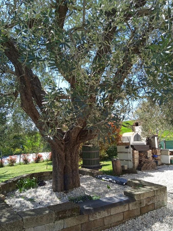 Bed and Breakfast Sotto L'Ulivo Mondavio Zewnętrze zdjęcie